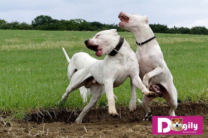 Tổ tiên của giống chó Dogo Argentino là giống chó Cordoba Fighting Dog chuyên được đùng để chiến đấu trong các cuộc chọi chó