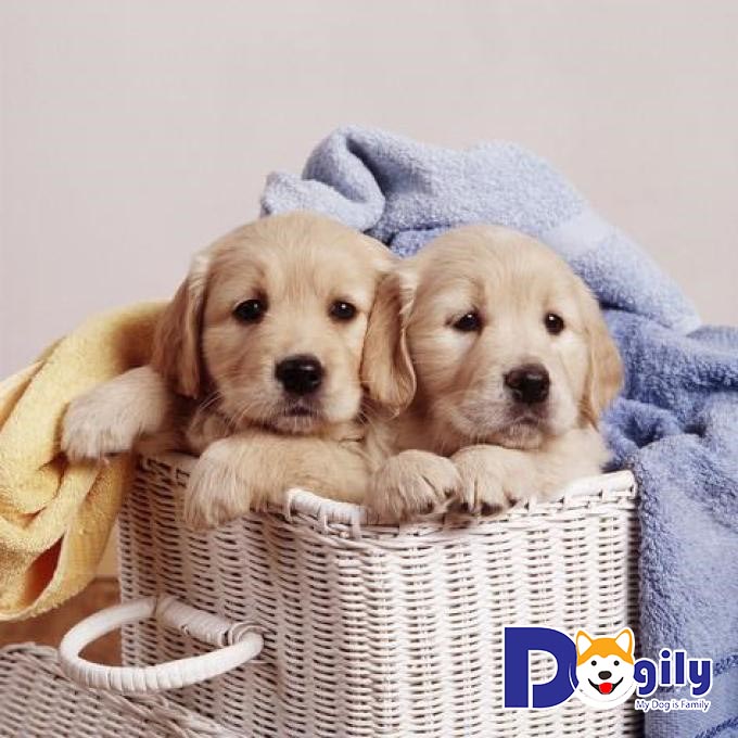 Giống Golden Retriever có thể đặt tên thành Đần