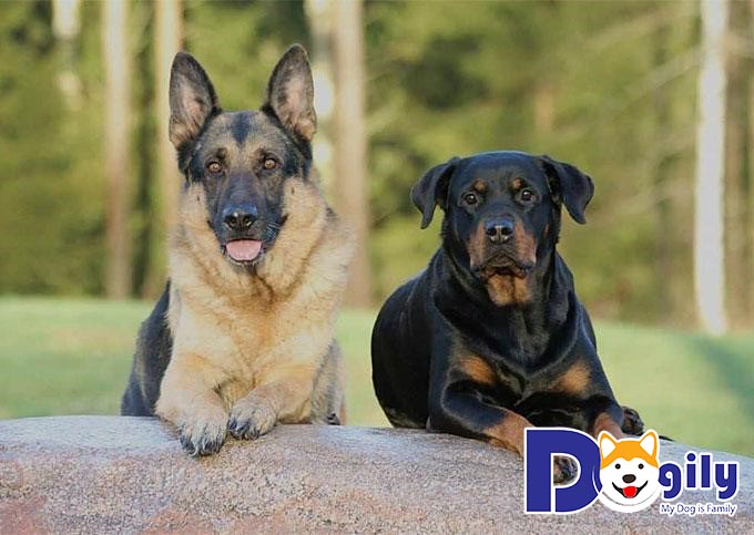 Rottweiler và Becgie rất dũng mãnh nên bạn hãy lựa chọn 1 cái tên cho phù hợp nhé