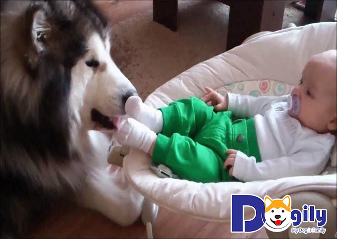 Hinh anh cho Husky trong tre con