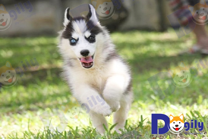 Chó Husky luôn tăng động và dư thừa năng lượng.