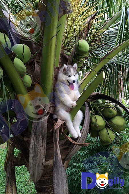 chó husky đáng yêu