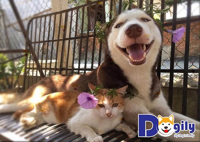 Chó Husky Sibir – Địa chỉ mua bán chó Husky chất lượng tại Chomeocanh.com Hà Nội & TpHCM