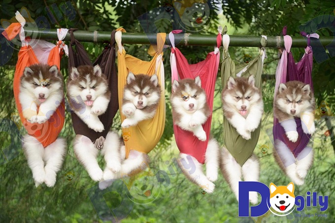Chó Husky Sibir – Địa chỉ mua bán chó Husky chất lượng tại Chomeocanh.com Hà Nội & TpHCM