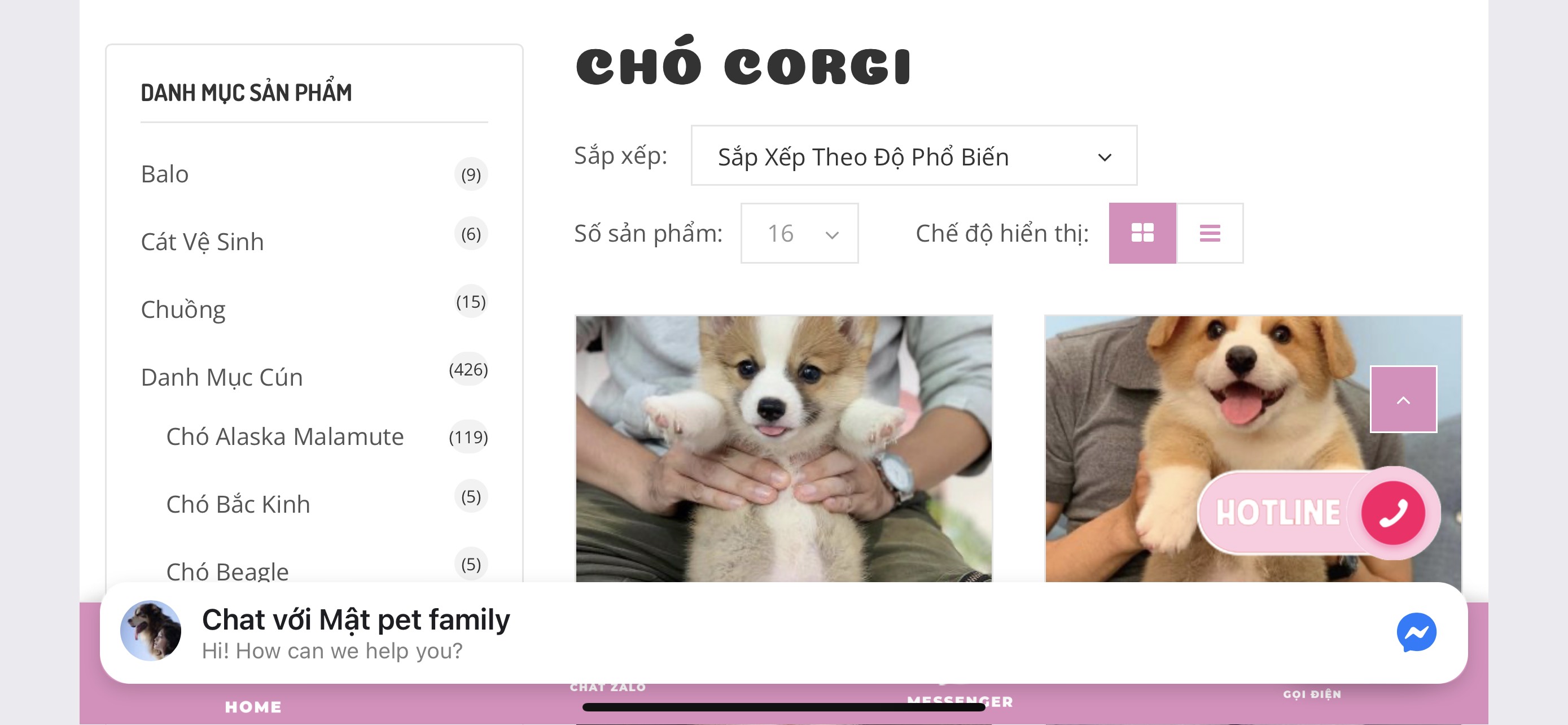 Mật Pet Family chó Corgi - thương hiệu nổi tiếng trong lĩnh vực dịch vụ thú cưng