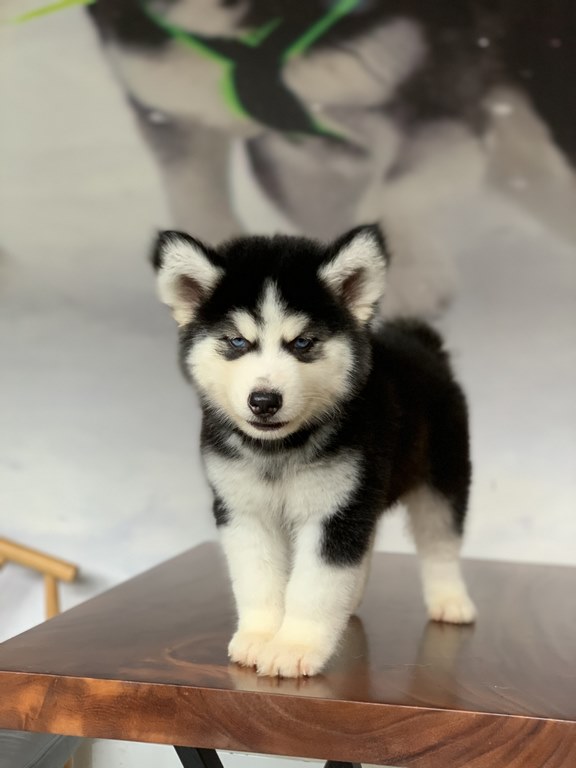 Chó Husky Wooly có ngoại hình đẹp xuất trúng Chó Husky Wooly có ngoại hình đẹp xuất trúng