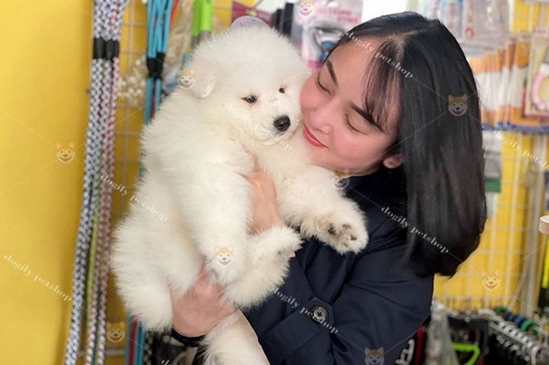 [Q&A] Chó Samoyed ăn gì? Thức ăn hạt Samoyed thích nhất?