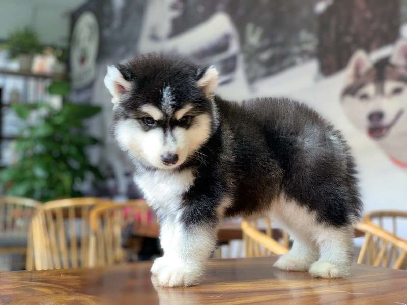 Wooly sở hữu nhiều chỉ số rất đáng gờm Wooly sở hữu nhiều chỉ số rất đáng gờm