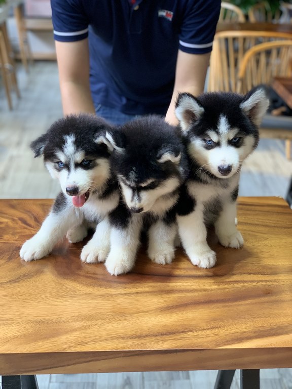 Wooly sống rất tình cảm, nhưng khá cứng đầu Wooly sống rất tình cảm, nhưng khá cứng đầu