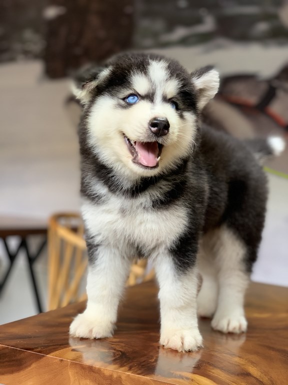 Wooly khó sống ở môi trường quá nóng hoặc quá lạnh Wooly khó sống ở môi trường quá nóng hoặc quá lạnh