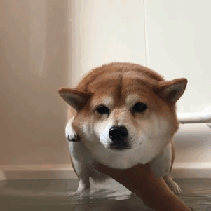  Hinh-gif-cho-Shiba-nhay