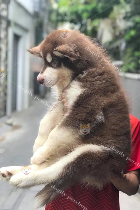 Bộ lông của loài Alaska Bộ lông của loài Alaska