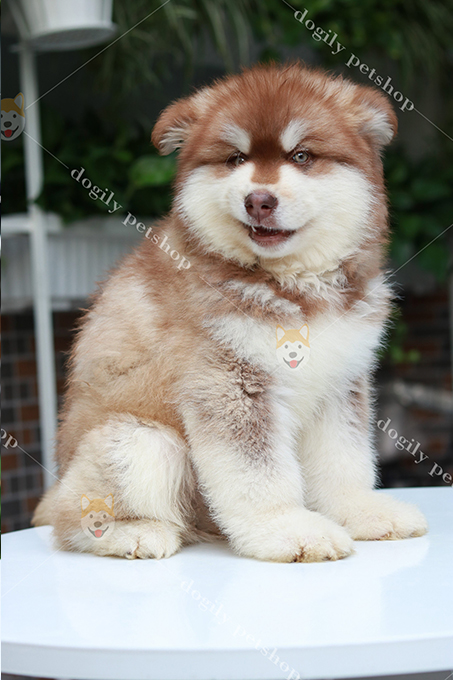 Địa điểm mua chó Alaska màu vàng uy tín Địa điểm mua chó Alaska màu vàng uy tín
