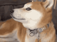shiba-shiba-looking
