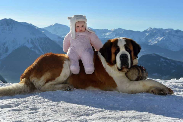Chó Saint Bernard top 10 giống chó nguy hiểm nhất thế giới