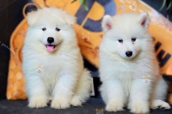 Hình ảnh chó Samoyed đẹp siêu đáng yêu và dễ thương