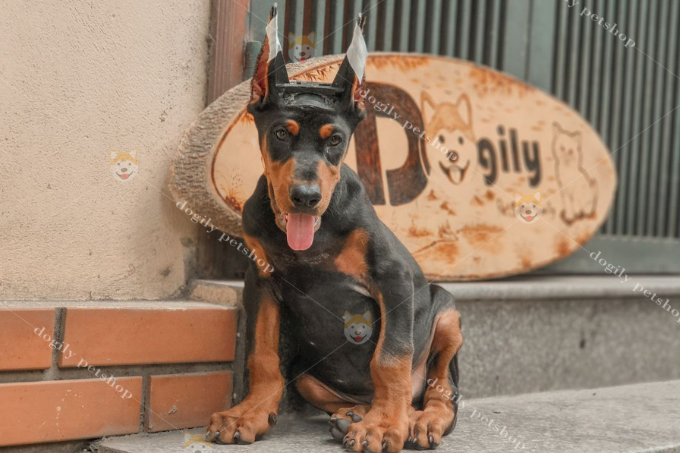 Chó Doberman ăn gì - Trại chó mèo cảnh MeowGo Pet - Chomeocanh.com