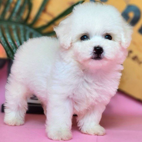 Chó Poodle con lông trắng dễ thương và khỏe mạnh.